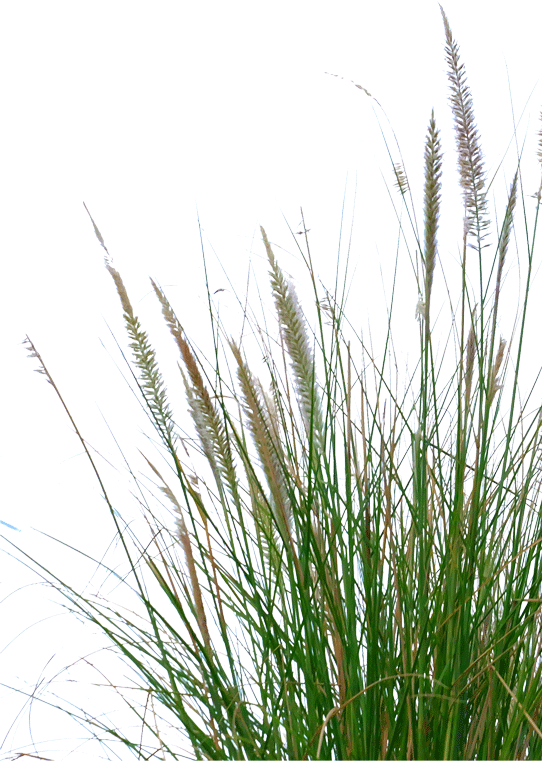 Gras